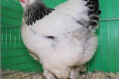 k-38
